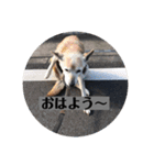 愛犬花4（個別スタンプ：12）