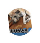愛犬花4（個別スタンプ：13）