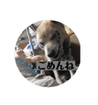 愛犬花4（個別スタンプ：14）
