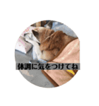 愛犬花4（個別スタンプ：15）
