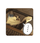 おしゅり様スタンプ（個別スタンプ：5）