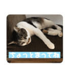 おしゅり様スタンプ（個別スタンプ：12）