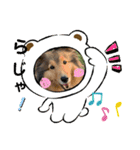 本日もシェルティ日和。（個別スタンプ：3）