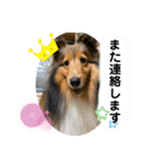 本日もシェルティ日和。（個別スタンプ：9）