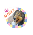 本日もシェルティ日和。（個別スタンプ：10）
