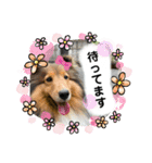 本日もシェルティ日和。（個別スタンプ：11）