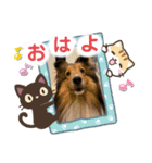 本日もシェルティ日和。（個別スタンプ：13）