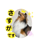 本日もシェルティ日和。（個別スタンプ：16）