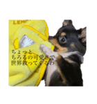 らぶりーちろる（個別スタンプ：1）