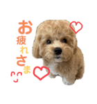 ビションプーのぽんた②（個別スタンプ：1）