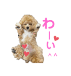 ビションプーのぽんた②（個別スタンプ：2）