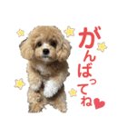 ビションプーのぽんた②（個別スタンプ：3）