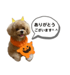 ビションプーのぽんた②（個別スタンプ：5）