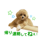 ビションプーのぽんた②（個別スタンプ：6）