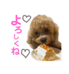 ビションプーのぽんた②（個別スタンプ：7）