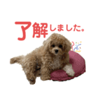 ビションプーのぽんた②（個別スタンプ：8）