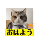 毎日ほっこりさくちゃん5（個別スタンプ：1）