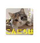 毎日ほっこりさくちゃん5（個別スタンプ：2）