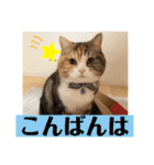 毎日ほっこりさくちゃん5（個別スタンプ：3）