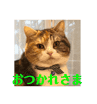 毎日ほっこりさくちゃん5（個別スタンプ：4）
