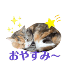 毎日ほっこりさくちゃん5（個別スタンプ：5）