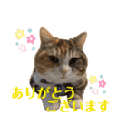 毎日ほっこりさくちゃん5（個別スタンプ：6）