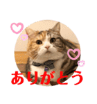 毎日ほっこりさくちゃん5（個別スタンプ：7）