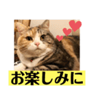 毎日ほっこりさくちゃん5（個別スタンプ：11）