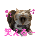 毎日ほっこりさくちゃん5（個別スタンプ：13）