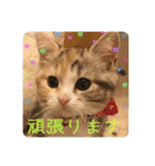 毎日ほっこりさくちゃん5（個別スタンプ：19）