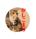 毎日ほっこりさくちゃん5（個別スタンプ：20）