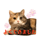 毎日ほっこりさくちゃん5（個別スタンプ：22）