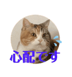 毎日ほっこりさくちゃん5（個別スタンプ：23）