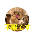 毎日ほっこりさくちゃん5（個別スタンプ：24）