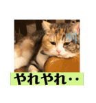 毎日ほっこりさくちゃん5（個別スタンプ：25）