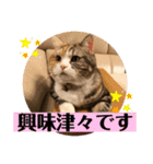 毎日ほっこりさくちゃん5（個別スタンプ：29）