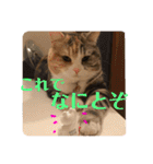 毎日ほっこりさくちゃん5（個別スタンプ：31）
