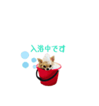 MEIREOCOCO（個別スタンプ：10）