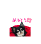 MEIREOCOCO（個別スタンプ：11）