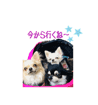 MEIREOCOCO（個別スタンプ：13）