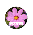花のあいさつスタンプ（個別スタンプ：2）