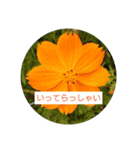 花のあいさつスタンプ（個別スタンプ：6）