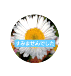 花のあいさつスタンプ（個別スタンプ：12）