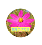 花のあいさつスタンプ（個別スタンプ：15）