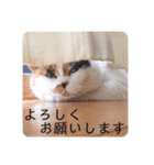 ビジネスニャーちゃんのスタンプ（個別スタンプ：1）