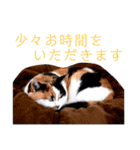 ビジネスニャーちゃんのスタンプ（個別スタンプ：2）