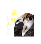 ビジネスニャーちゃんのスタンプ（個別スタンプ：5）