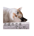 ビジネスニャーちゃんのスタンプ（個別スタンプ：6）