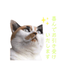 ビジネスニャーちゃんのスタンプ（個別スタンプ：7）