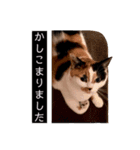ビジネスニャーちゃんのスタンプ（個別スタンプ：8）